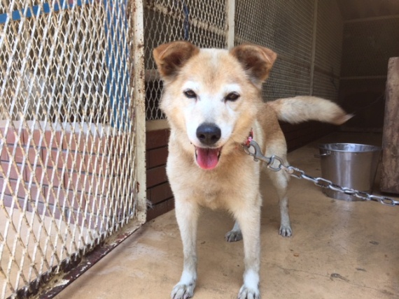 nihonanimaltrust 20160929 1.jpg