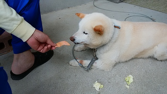 nihonanimaltrust-170701-3.jpg