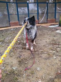 nihonanimaltrust.161215.5.jpg