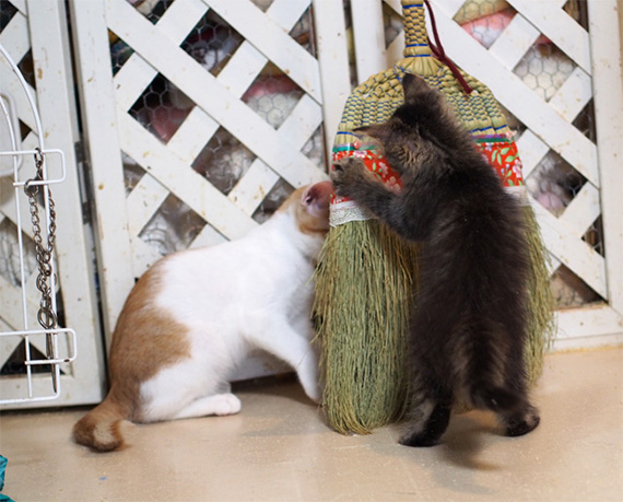 sakuraneko1087.jpg