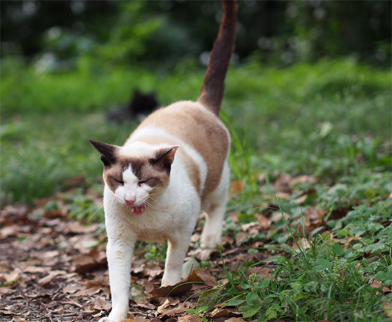 sakuraneko1143.jpg