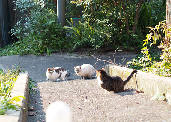sakuraneko1205.jpg