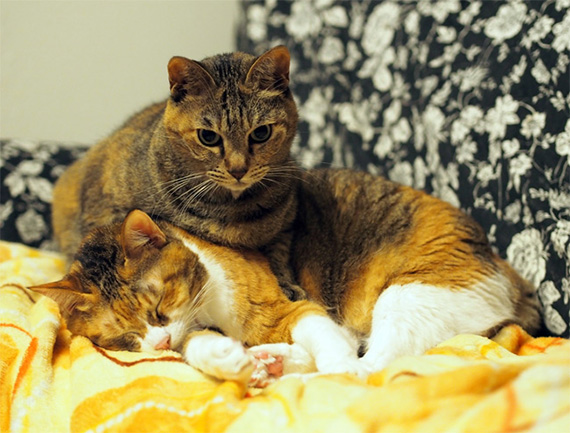 sakuraneko1227.jpg