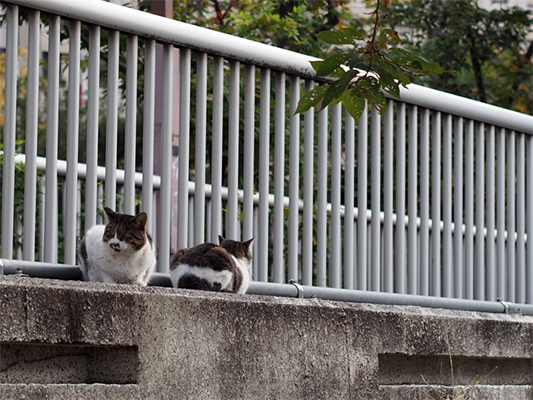 sakuraneko129.jpg