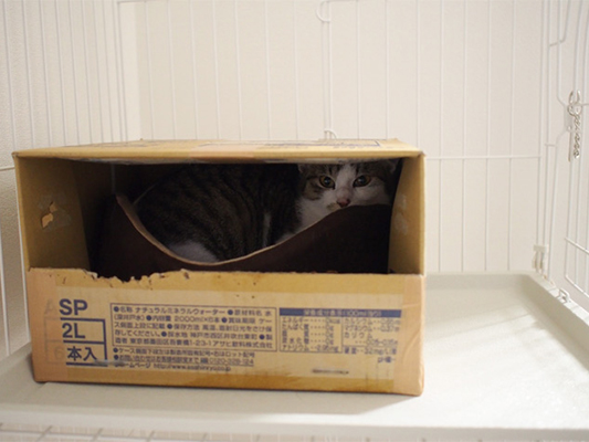 sakuraneko261.jpg