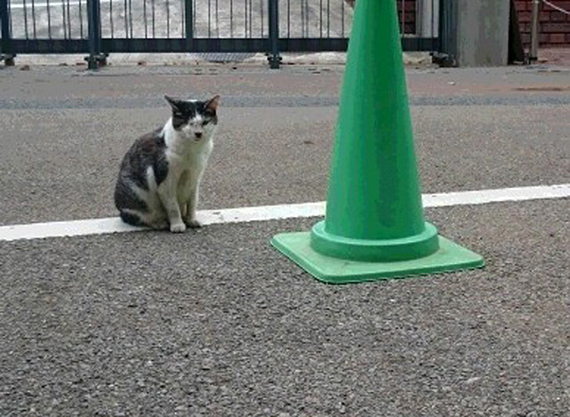 sakuraneko758.jpg