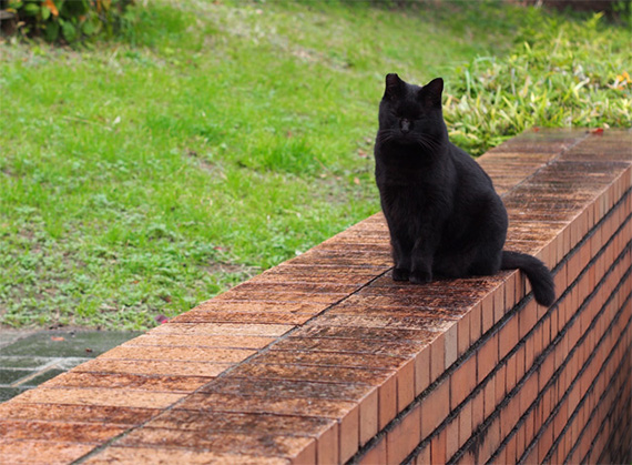 sakuraneko848.jpg