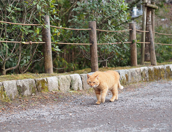 sakuraneko897.jpg