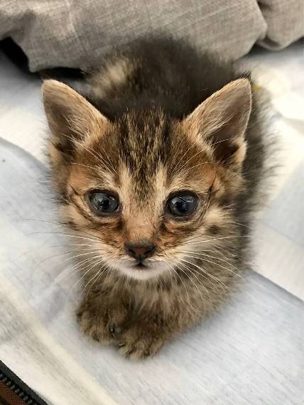 Npo法人 猫たちを守る十勝wishの会 さまの活動レポート 16 17後期 フェリシモ猫部 Npo法人 猫たちを守る十勝wishの会 さまの活動レポート 16 17後期 フェリシモ猫部