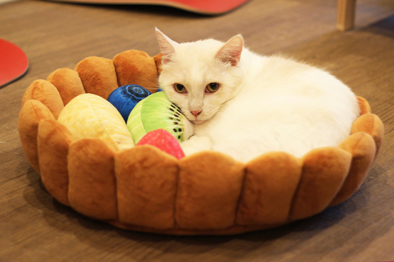 フルーツタルトの具になってスヤァ♪ 寝るだけでかわいい、猫用クッションが登場!│フェリシモ猫部 フルーツタルトの具になってスヤァ♪ 寝るだけでかわいい、猫用クッションが登場!│フェリシモ猫部