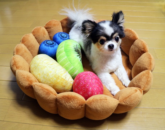 フルーツタルトの具になってスヤァ♪ 寝るだけでかわいい、猫用クッションが登場！│フェリシモ猫部