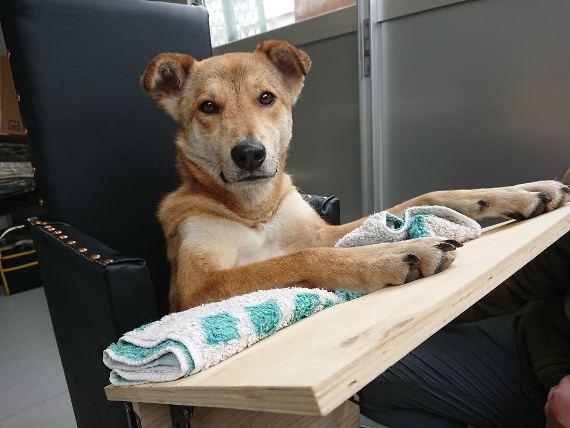いただきまーす」先天性「巨大食道症」の犬 立ってご飯を食べる