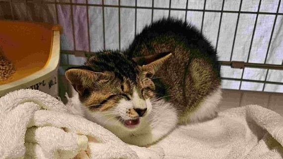 nekohotspprt-241228-2-min.jpg