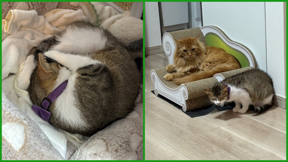 nekohotspprt-241228-3-min.jpg