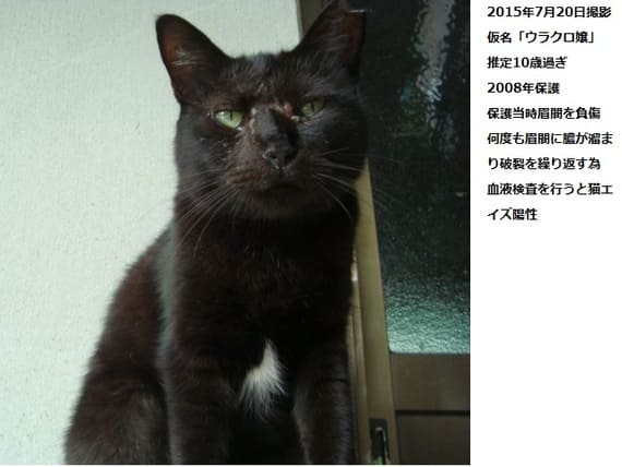 nekonyarazu-20260131-1.jpg