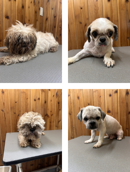 nihonanimarutorasuto-250630-2-min (1).jpg