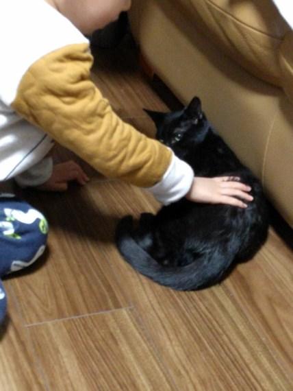 特定非営利活動法人 動物愛護団体 ワンハート大阪 さまの活動レポート 17 18後期 フェリシモ猫部 特定非営利活動法人 動物愛護団体 ワンハート大阪 さまの活動レポート 17 18後期 フェリシモ猫部