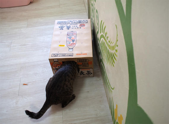 sakuraneko1384.jpg