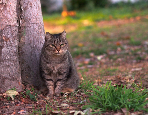 sakuraneko1547.jpg