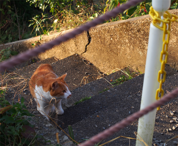 sakuraneko1600.jpg