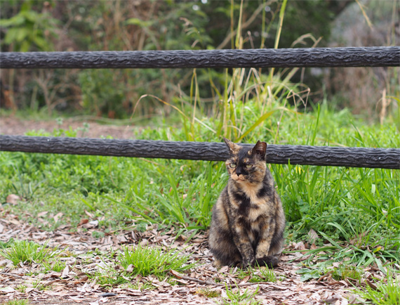 sakuraneko1652.jpg