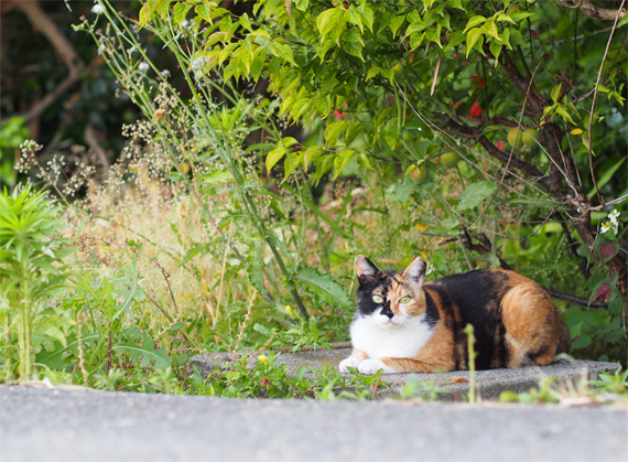 sakuraneko1729.jpg