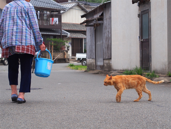 sakuraneko1818.jpg