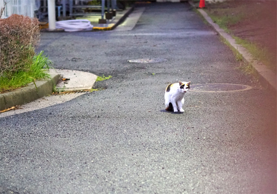 sakuraneko1952.jpg