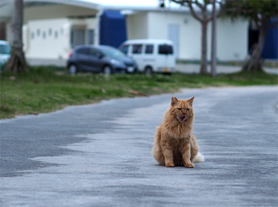 sakuraneko1959.jpg