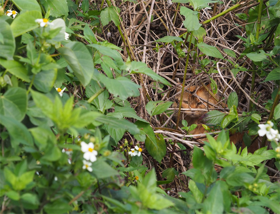 sakuraneko1963.jpg