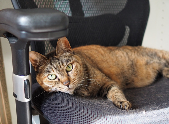 12歳 フェリシモ猫部