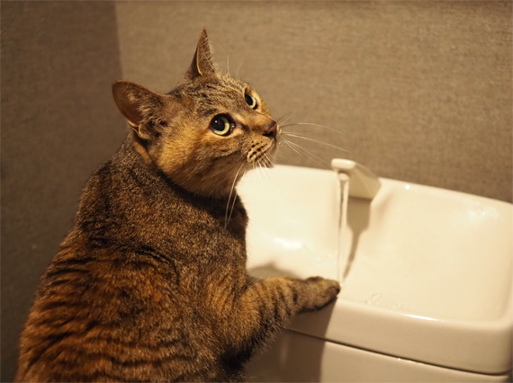 sakuraneko1998.jpg