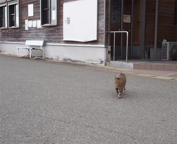 sakuraneko2004.jpg