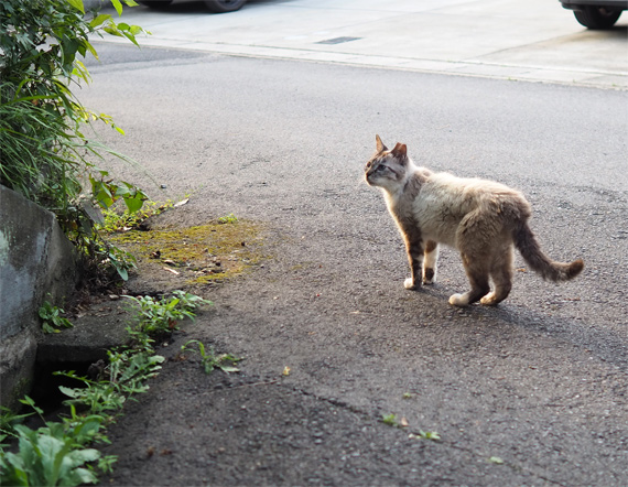 sakuraneko2075.jpg