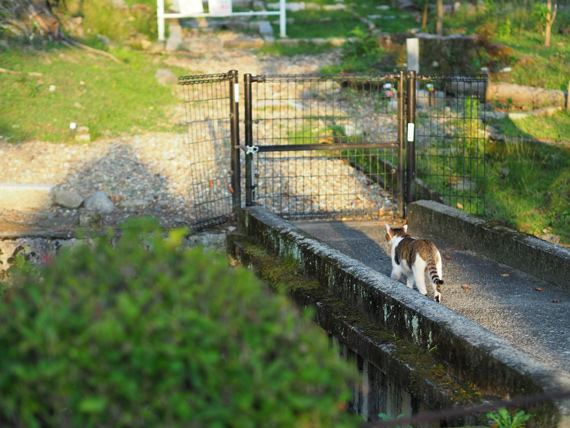 sakuraneko2079.jpg