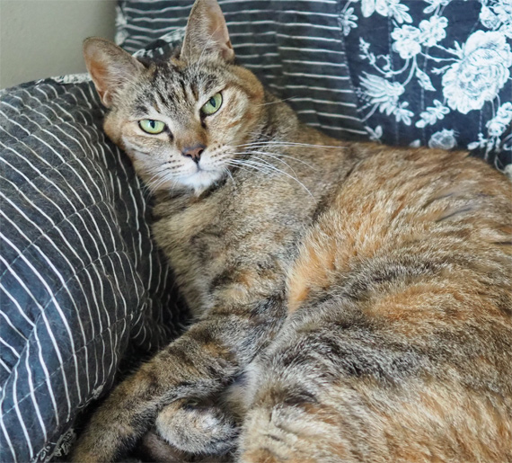 sakuraneko2194.jpg
