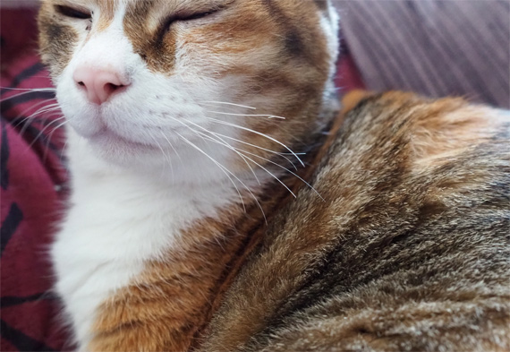 ヒゲ問題 フェリシモ猫部