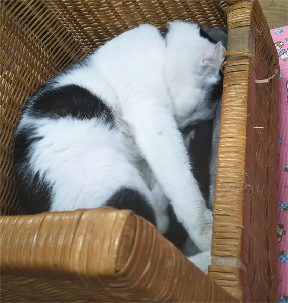 sakuraneko2320.jpg