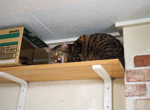 車庫入れ│フェリシモ猫部