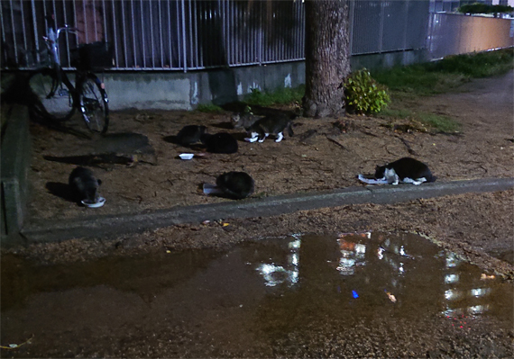 sakuraneko2702.jpg