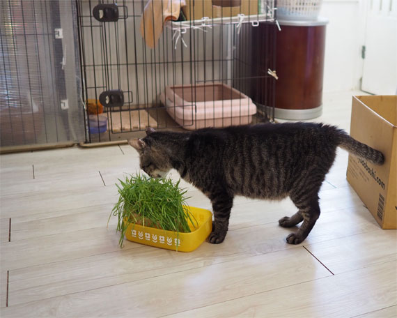 sakuraneko2800.jpg