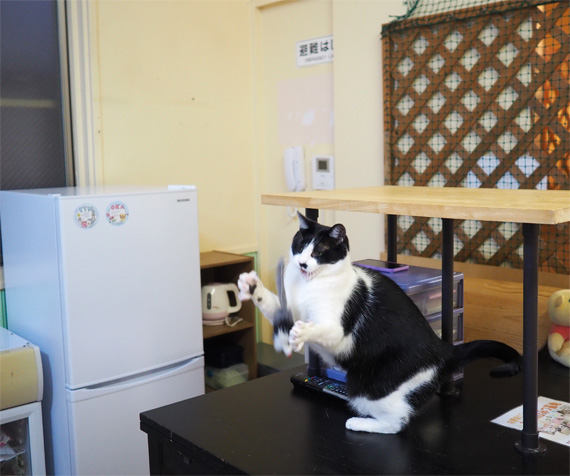 sakuraneko2863.jpg