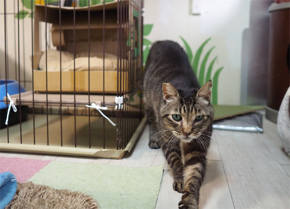 sakuraneko3139.jpg