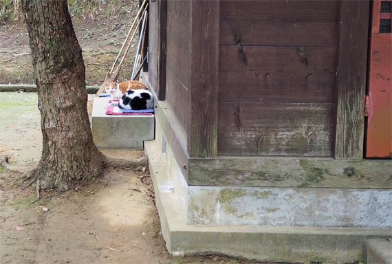 sakuraneko3214.jpg