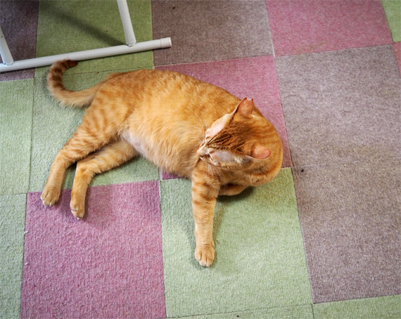 sakuraneko3263.jpg