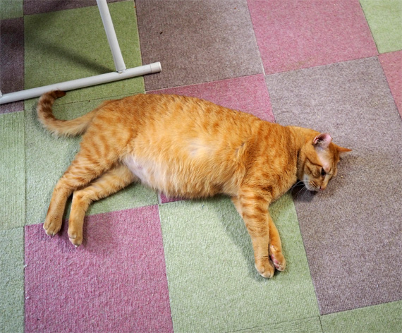 健康体茶トラさん│フェリシモ猫部