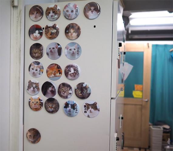 sakuraneko3280.jpg