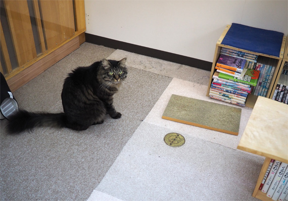 sakuraneko3284.jpg