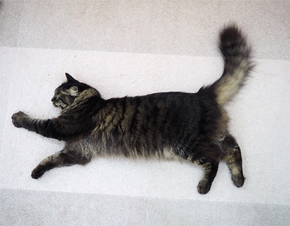 sakuraneko3285.jpg