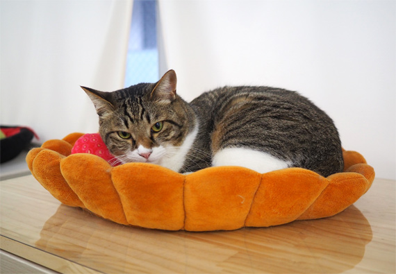sakuraneko3289.jpg